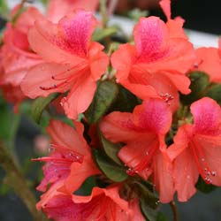 Azalée japonaise 'Bengal Fire' / Azalea japonica Bengal Fire